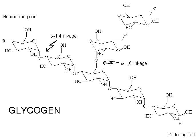 glycogen