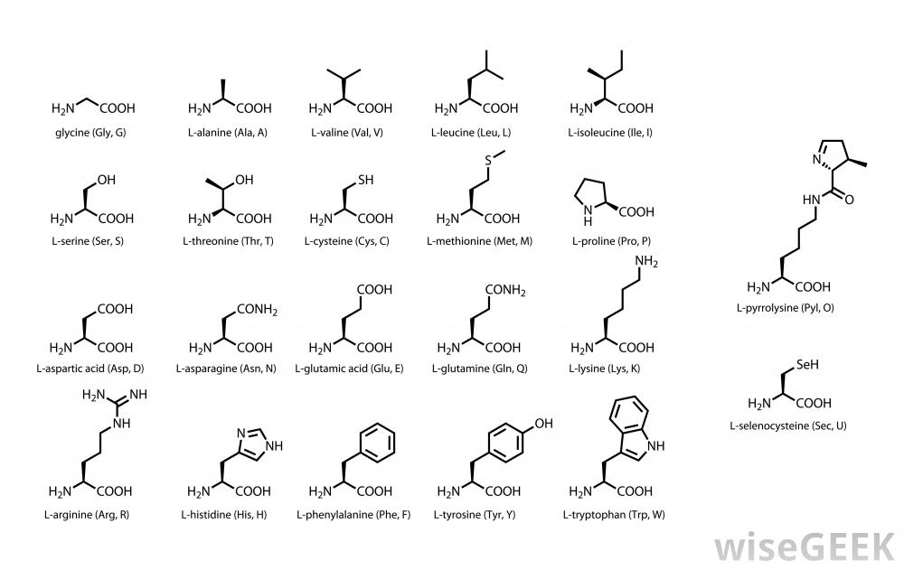 diagram-of-the-22-amino-acids (1)