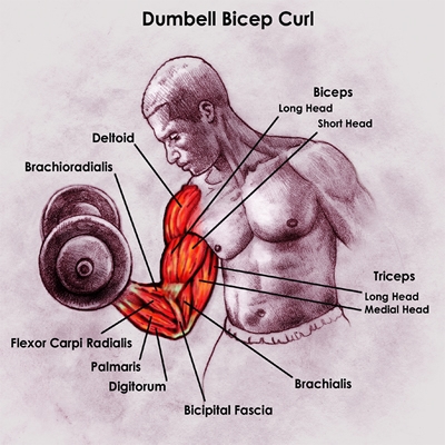 Anatomy-Bicep_r1_c11