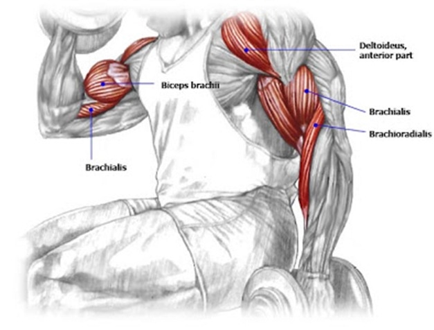 curlTraining_thumb1