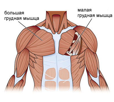 chest-anatomy1