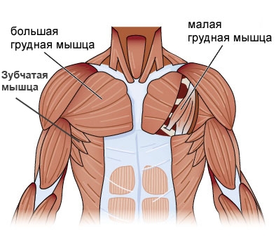 chest-anatomy2