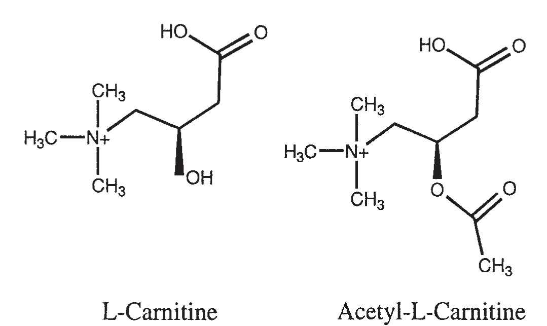 Acetyl-L-carnitine-physical-chemical-metabolic